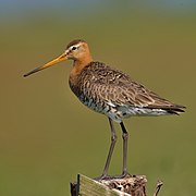 Black-tailed Godwit Uferschnepfe.jpg