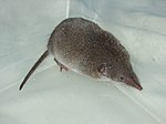 Crocidura russula shrew.jpg