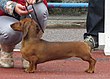 Dachshund rabbit.JPG