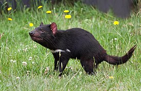 Sarcophilus harrisii taranna.jpg