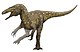 Australovenator reconstruction.jpg