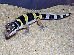 Gecko léopard juvénile.jpg