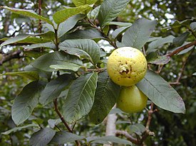 Psidium guajava fruit2.jpg