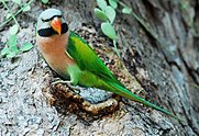 Red-breasted Parakeet.jpg