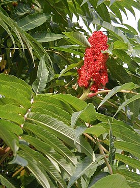 Rhus-typhina.JPG