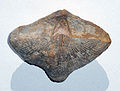 Brachiopod Neospirifer.jpg