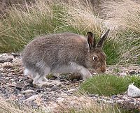 Lepus timidus 01.jpg