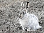 White-tailed Jackrabbit.jpg