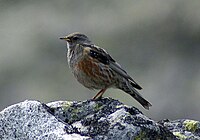 Prunella collaris Pyrenees.jpg