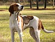 Treeing-walker-coonhound-standing.jpg