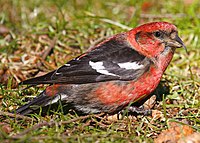 Whitewingedcrossbillmale09.jpg