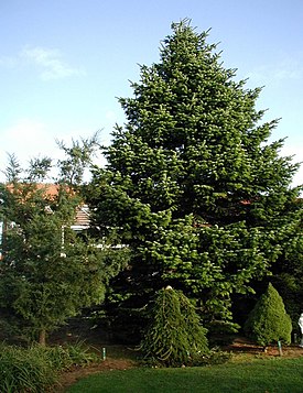 Abies-nordmanniana-habit.JPG