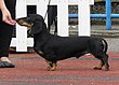 Dachshund mini smooth.JPG