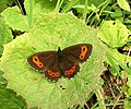 Erebia ligea