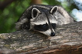 Raccoon on Log.jpg