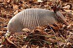 Armadillo2.jpg