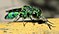 Chrysididae jewel wasp.jpg