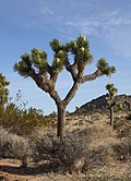 Joshua Tree 01.jpg