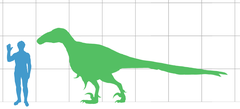 Utahraptor scale.png