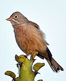 GreyNeckedBunting PrasadBR.jpg