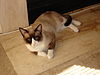 Snowshoe (cat).JPG