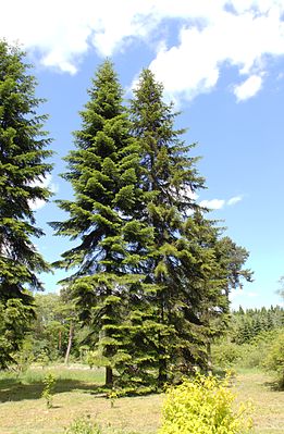 Abies sibirica HDR.jpg