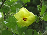 Hibiscus hamabo4.jpg