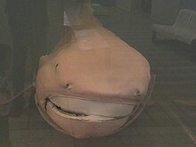 Megamouth shark japan2.jpg