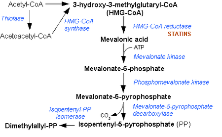 Mevalonate pathway.png