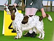 English-Springer-Spaniel show.jpg