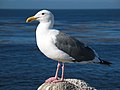 Gull ca usa.jpg