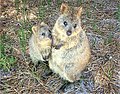 Quokka-Raffi Kojian-CIMG6317.JPG