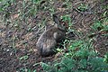 Lepus americanus 5645.JPG