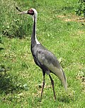 White-naped crane arp.jpg