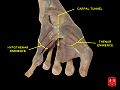 Канал запястья и возвышения большого пальца и мизинца