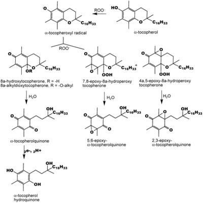 Окисление α-токоферола in vitro