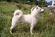 Hokkaido Inu 4.JPG