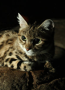 Black Footed Cat.jpg