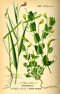 Ботаническая иллюстрация из книги О. В. Томе Flora von Deutschland, Österreich und der Schweiz, 1885 Lathyrus nissolia (слева) Lathyrus aphaca (справа)