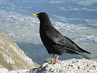 Pyrrhocorax-graculus-0016-a.jpg