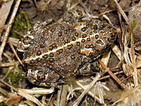 Bufo calamita 2006-08-15.jpg