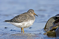 Calidris maritima.jpg