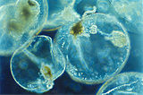 Noctiluca scintillans varias.jpg