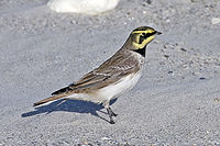 Shore Lark.jpg