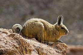 Bolivian vizcacha.jpg