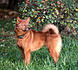 FINNISH SPITZ.jpg