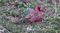 Great Rosefinch.jpg