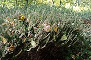 Calluna vulgaris 'Hammondii'.jpg