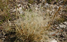 Stipa pennata-fruiting.jpg