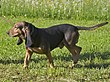 09057110 Jura Laufhund.jpg